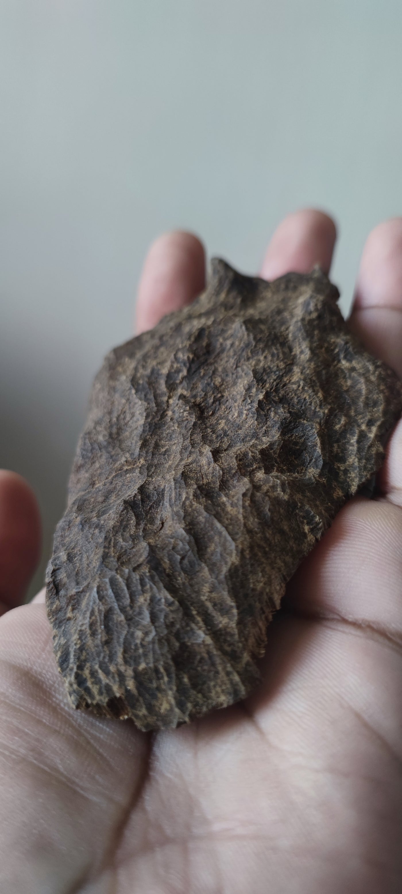 Wild Cambodian agarwood hand selected