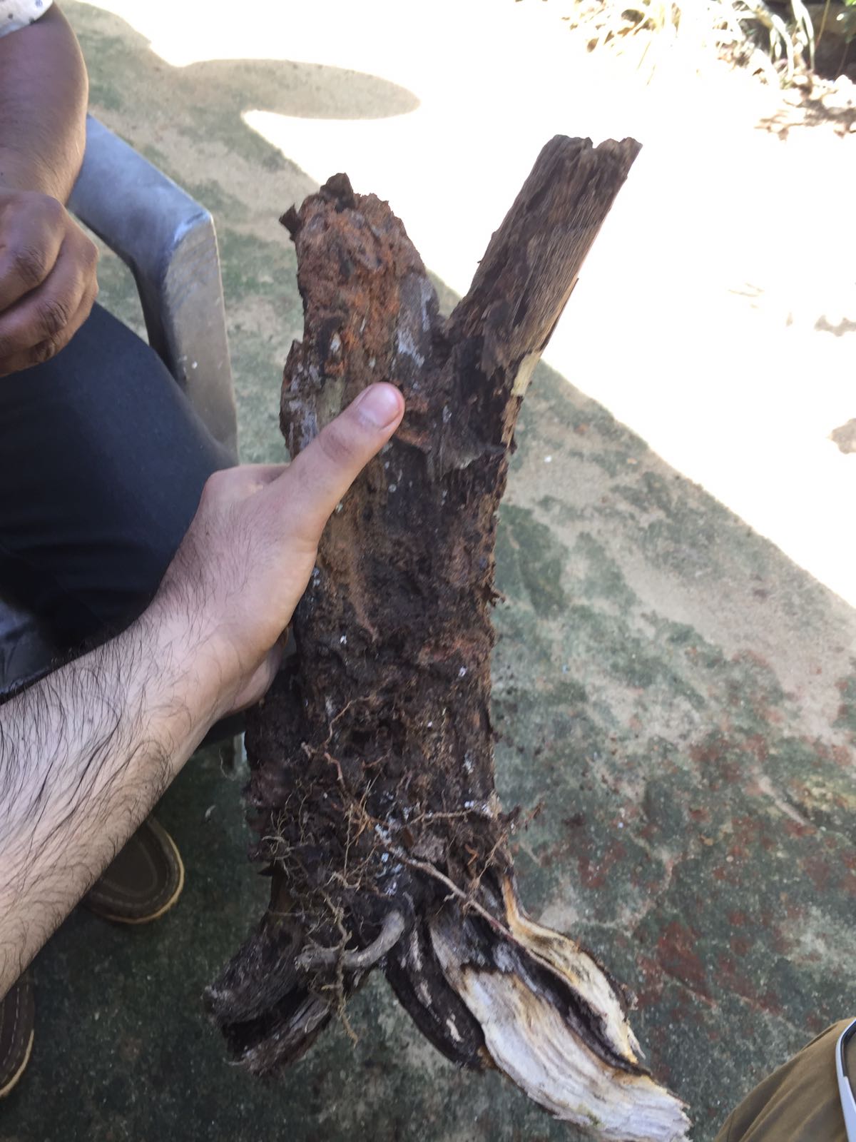 Walla Patta root Sri Lanka