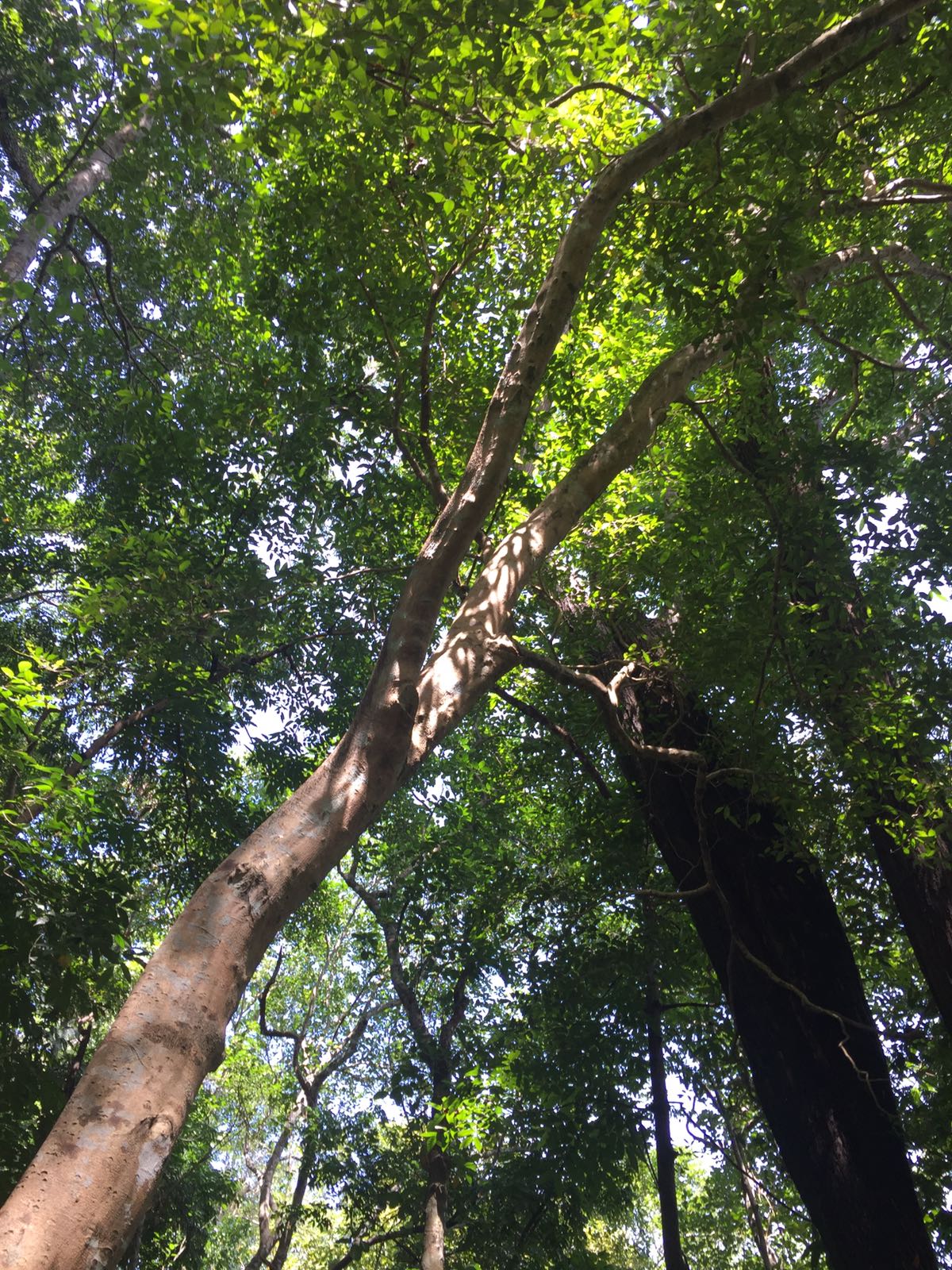 Sri Lanka Walla Patta forest